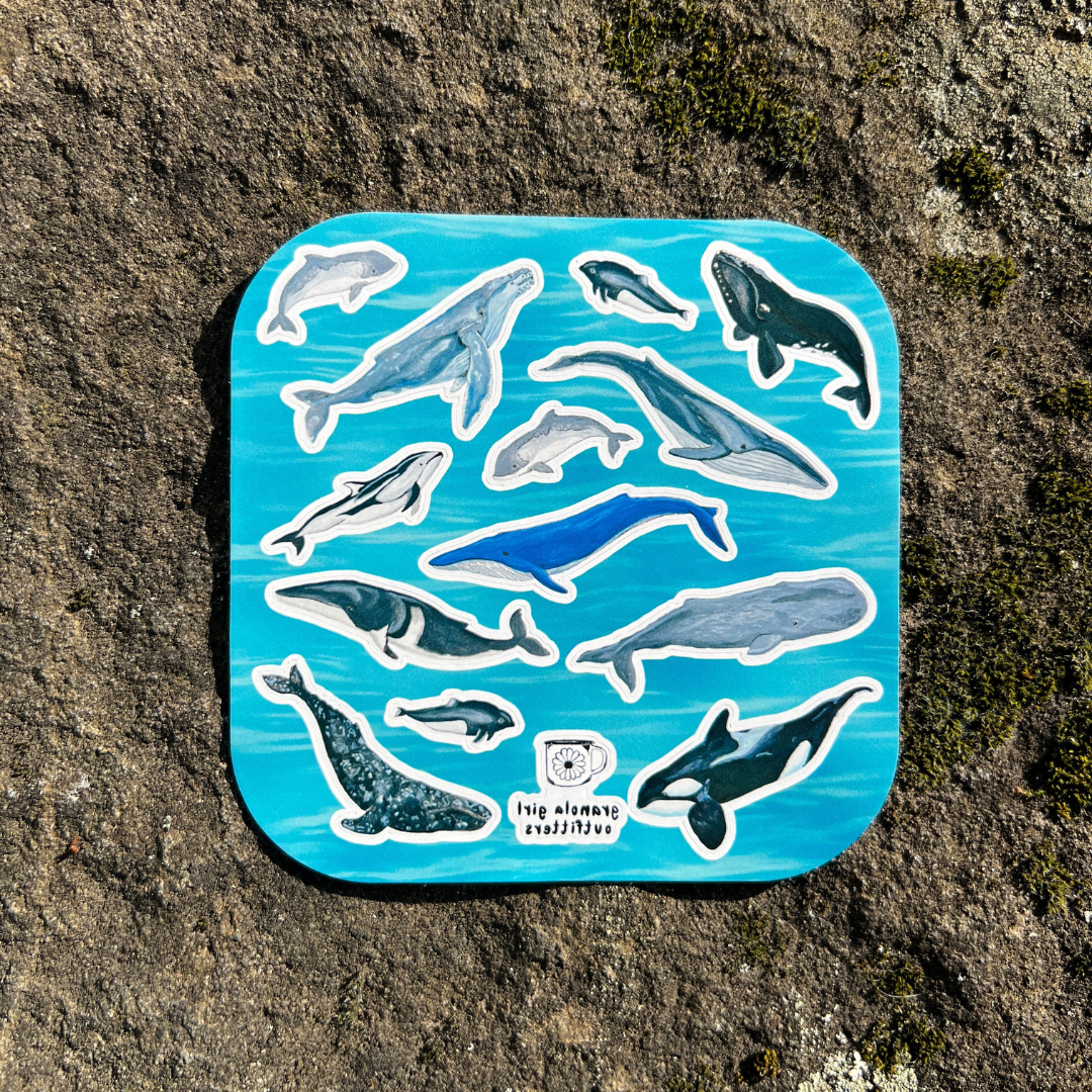 Whales of the Pacific Northwest Sticker Sheet