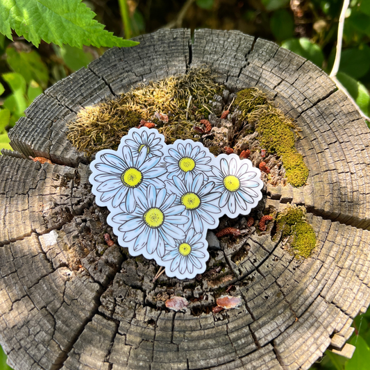 PNW Daisies Sticker